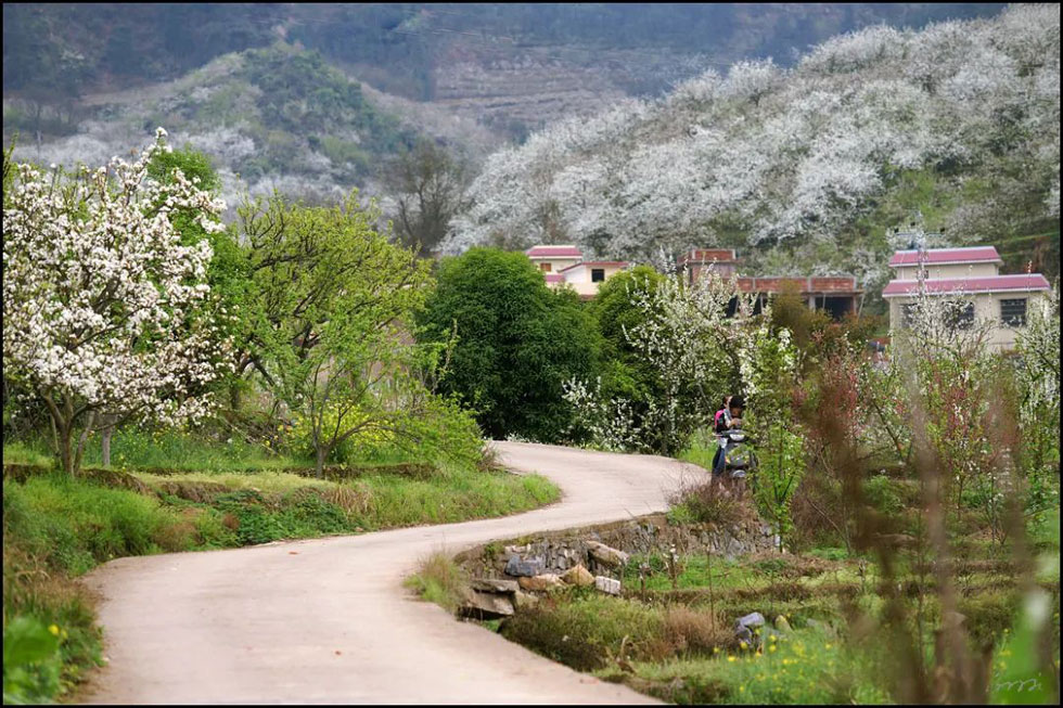 【春天,广西桂林灌阳县向您发出邀请!】我们在灌阳看梨花 - 游山玩水 - 宁波生活社区 - 宁波28生活网 nb.28life.com
