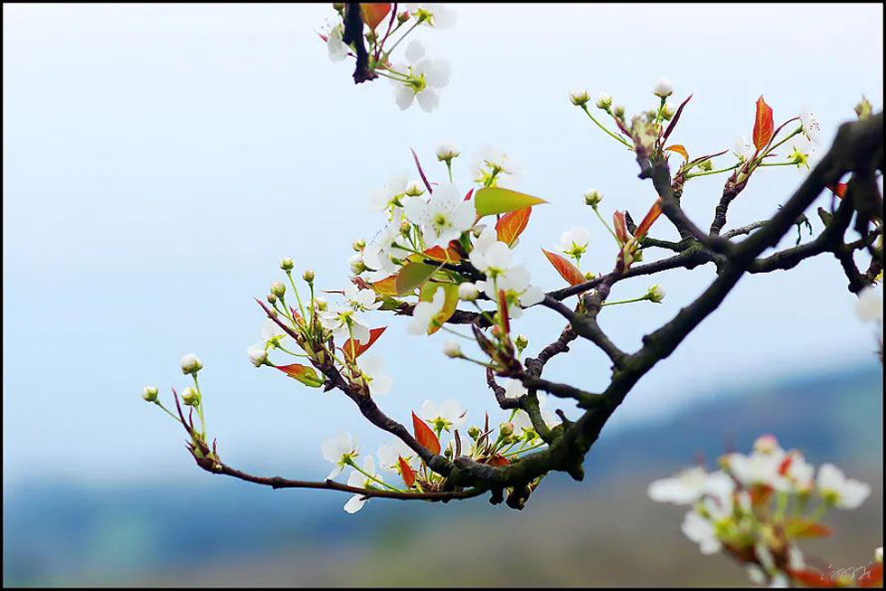 【春天,广西桂林灌阳县向您发出邀请!】我们在灌阳看梨花 - 游山玩水 - 宁波生活社区 - 宁波28生活网 nb.28life.com