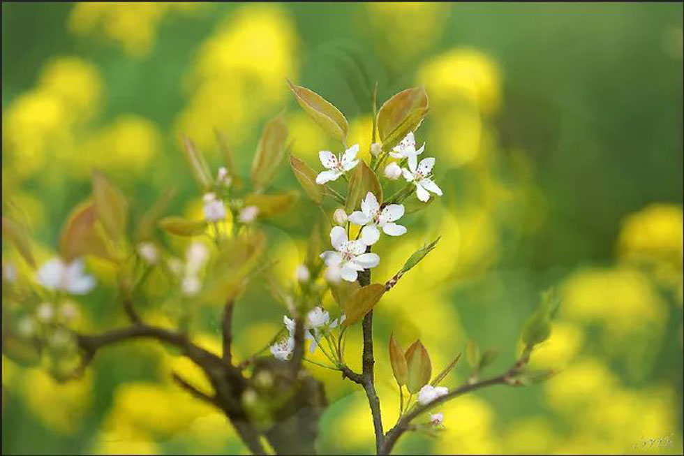 【春天,广西桂林灌阳县向您发出邀请!】我们在灌阳看梨花 - 游山玩水 - 宁波生活社区 - 宁波28生活网 nb.28life.com