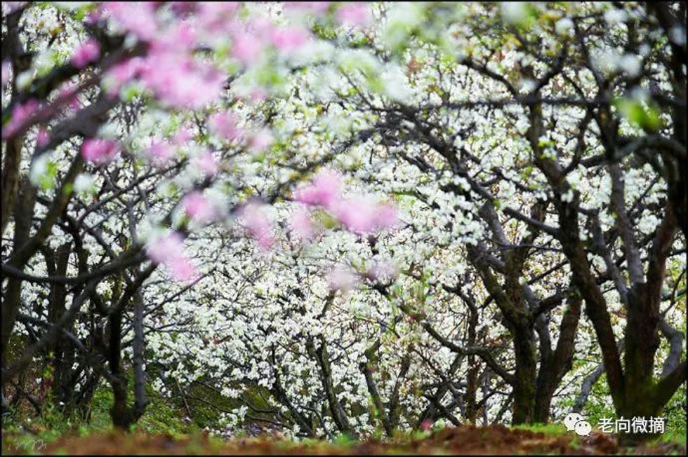 【春天,广西桂林灌阳县向您发出邀请!】我们在灌阳看梨花 - 游山玩水 - 宁波生活社区 - 宁波28生活网 nb.28life.com
