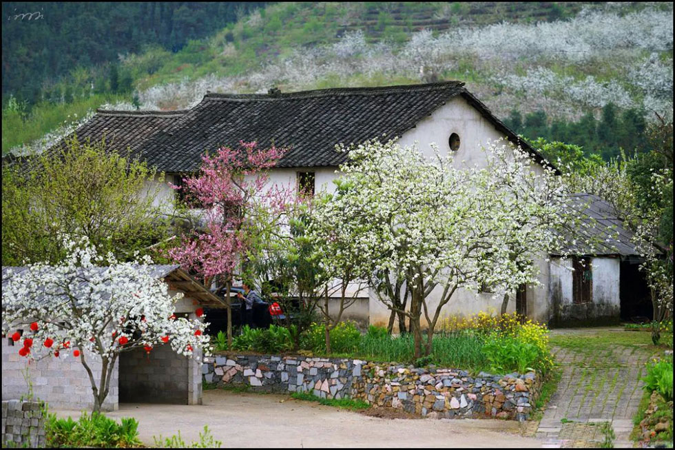 【春天,广西桂林灌阳县向您发出邀请!】我们在灌阳看梨花 - 游山玩水 - 宁波生活社区 - 宁波28生活网 nb.28life.com