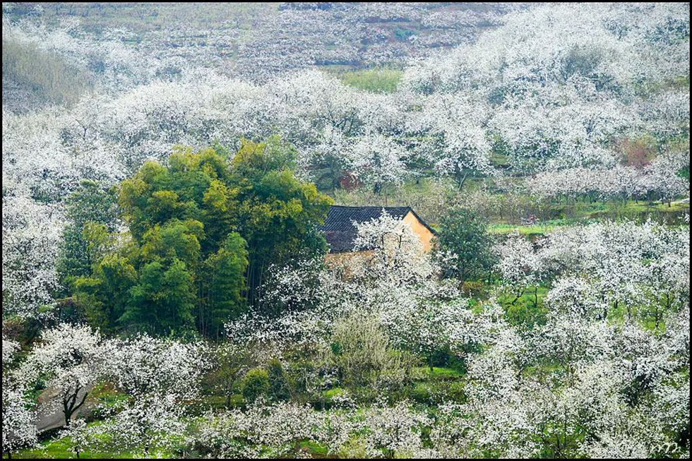 【春天,广西桂林灌阳县向您发出邀请!】我们在灌阳看梨花 - 游山玩水 - 宁波生活社区 - 宁波28生活网 nb.28life.com
