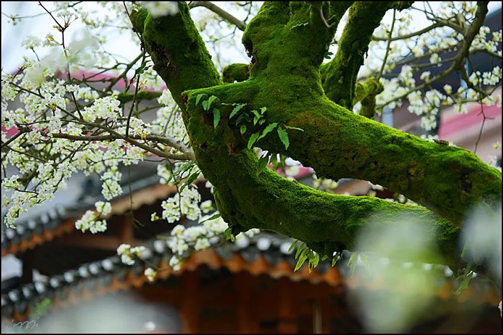 【春天,广西桂林灌阳县向您发出邀请!】我们在灌阳看梨花 - 游山玩水 - 宁波生活社区 - 宁波28生活网 nb.28life.com