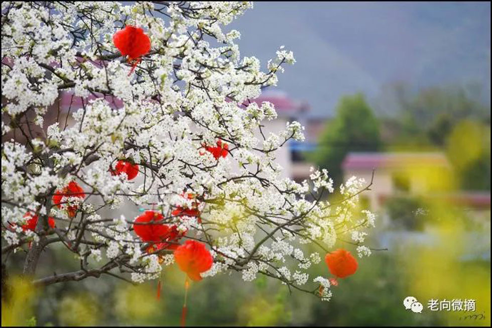 【春天,广西桂林灌阳县向您发出邀请!】我们在灌阳看梨花 - 游山玩水 - 宁波生活社区 - 宁波28生活网 nb.28life.com