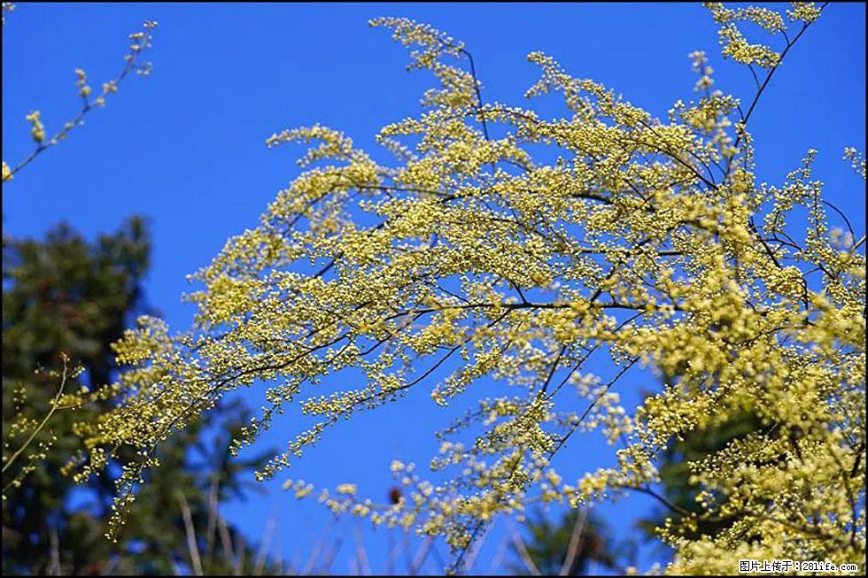 【春天,广西桂林灌阳县向您发出邀请!】米珠山前有片山苍子花在飘香 - 游山玩水 - 宁波生活社区 - 宁波28生活网 nb.28life.com