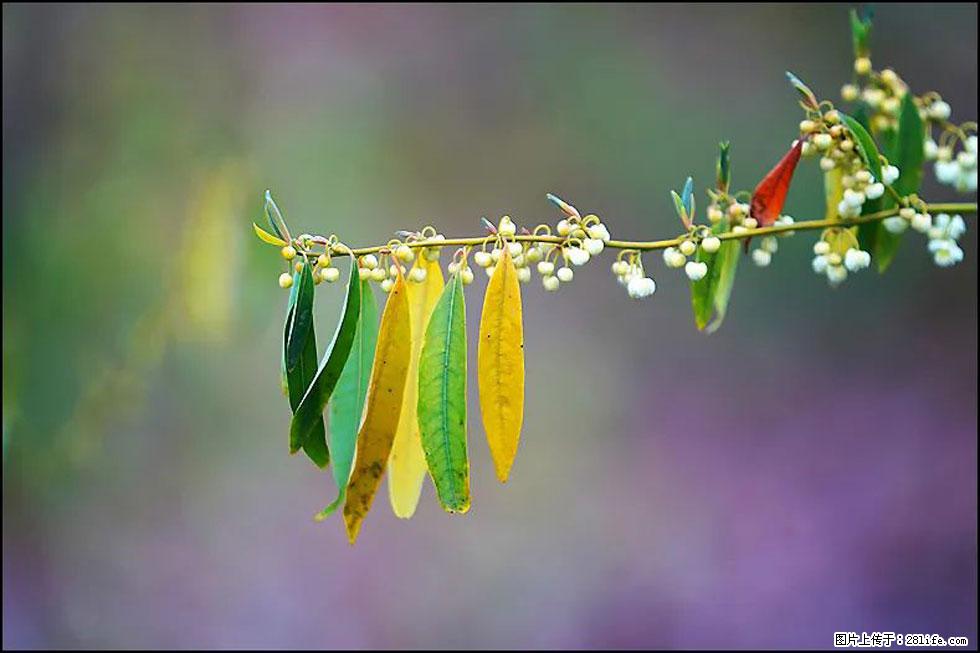 【春天,广西桂林灌阳县向您发出邀请!】米珠山前有片山苍子花在飘香 - 游山玩水 - 宁波生活社区 - 宁波28生活网 nb.28life.com