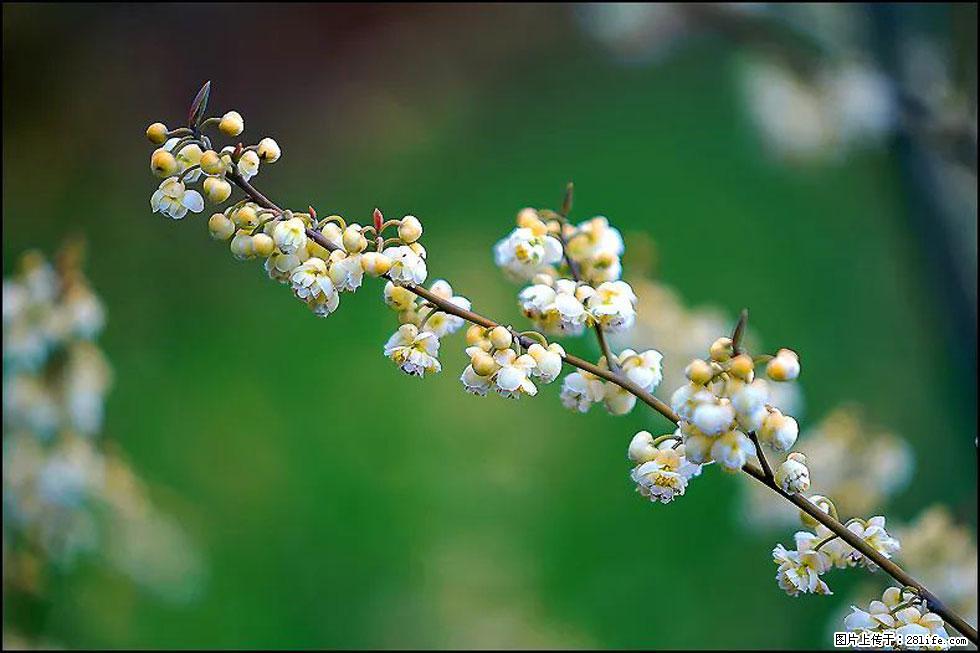 【春天,广西桂林灌阳县向您发出邀请!】米珠山前有片山苍子花在飘香 - 游山玩水 - 宁波生活社区 - 宁波28生活网 nb.28life.com