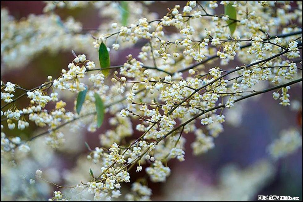 【春天,广西桂林灌阳县向您发出邀请!】米珠山前有片山苍子花在飘香 - 游山玩水 - 宁波生活社区 - 宁波28生活网 nb.28life.com