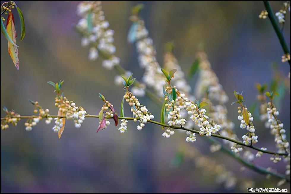 【春天,广西桂林灌阳县向您发出邀请!】米珠山前有片山苍子花在飘香 - 游山玩水 - 宁波生活社区 - 宁波28生活网 nb.28life.com