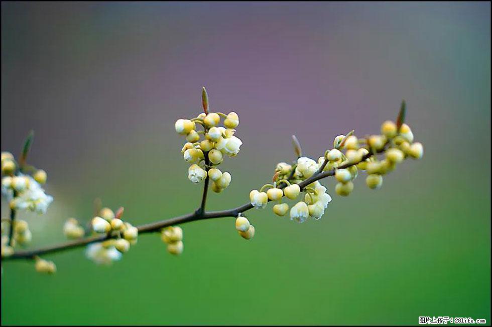 【春天,广西桂林灌阳县向您发出邀请!】米珠山前有片山苍子花在飘香 - 游山玩水 - 宁波生活社区 - 宁波28生活网 nb.28life.com