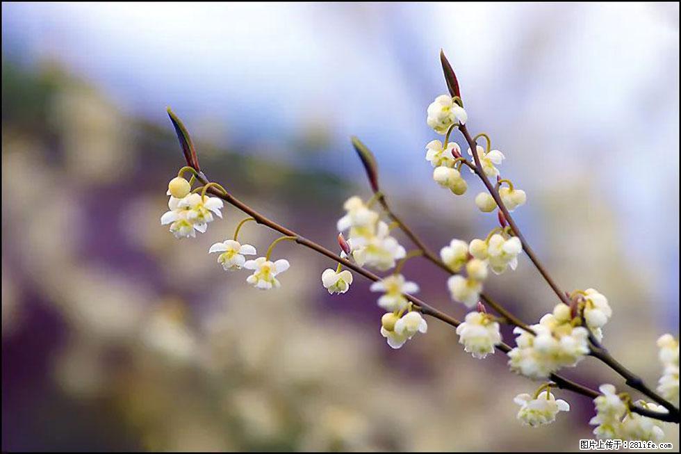 【春天,广西桂林灌阳县向您发出邀请!】米珠山前有片山苍子花在飘香 - 游山玩水 - 宁波生活社区 - 宁波28生活网 nb.28life.com