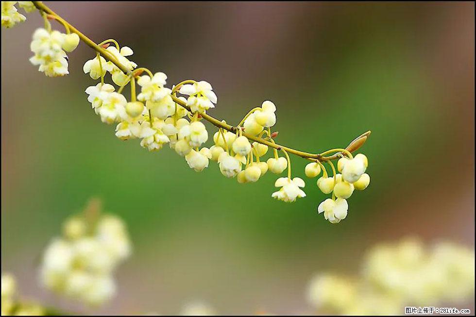 【春天,广西桂林灌阳县向您发出邀请!】米珠山前有片山苍子花在飘香 - 游山玩水 - 宁波生活社区 - 宁波28生活网 nb.28life.com