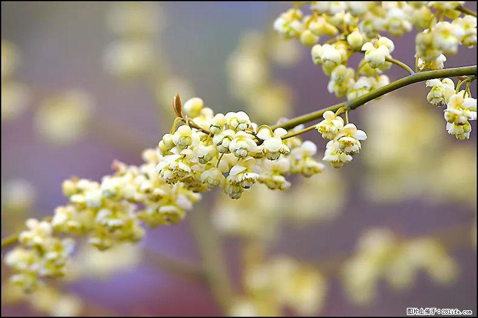 【春天,广西桂林灌阳县向您发出邀请!】米珠山前有片山苍子花在飘香 - 游山玩水 - 宁波生活社区 - 宁波28生活网 nb.28life.com