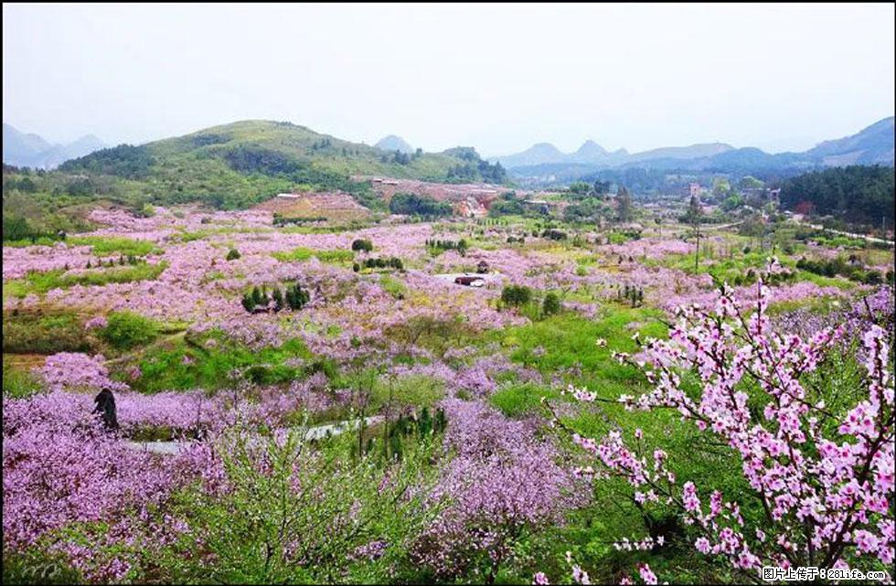 【春天,广西桂林灌阳县向您发出邀请!】官庄村有个醉美的桃花园 - 游山玩水 - 宁波生活社区 - 宁波28生活网 nb.28life.com