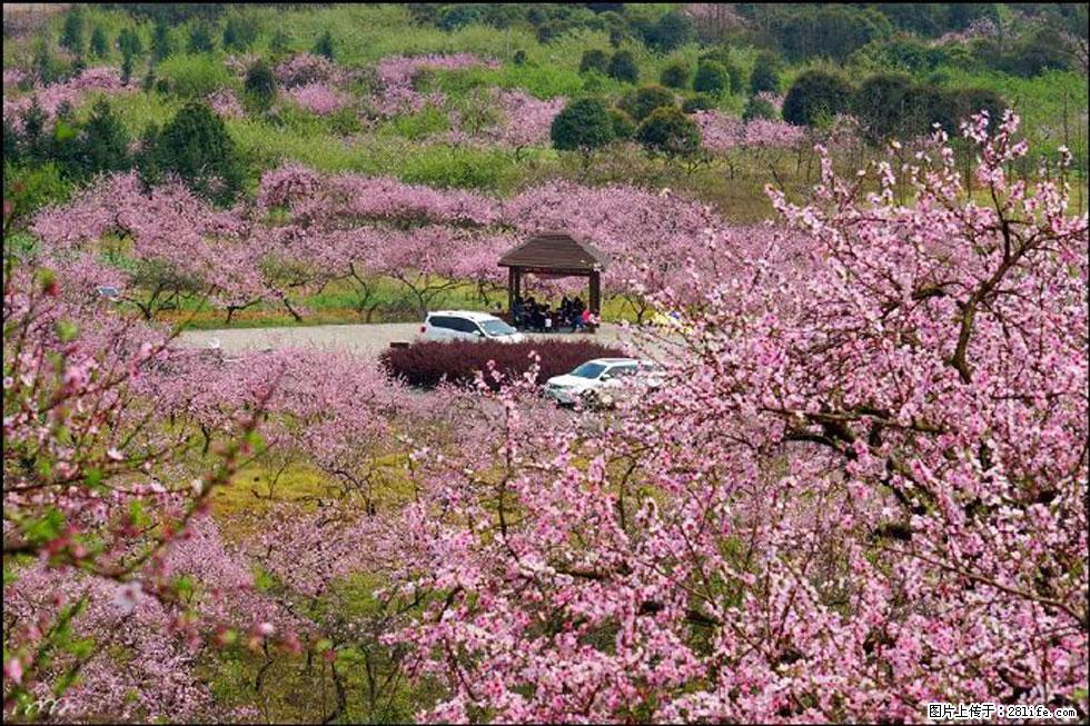 【春天,广西桂林灌阳县向您发出邀请!】官庄村有个醉美的桃花园 - 游山玩水 - 宁波生活社区 - 宁波28生活网 nb.28life.com