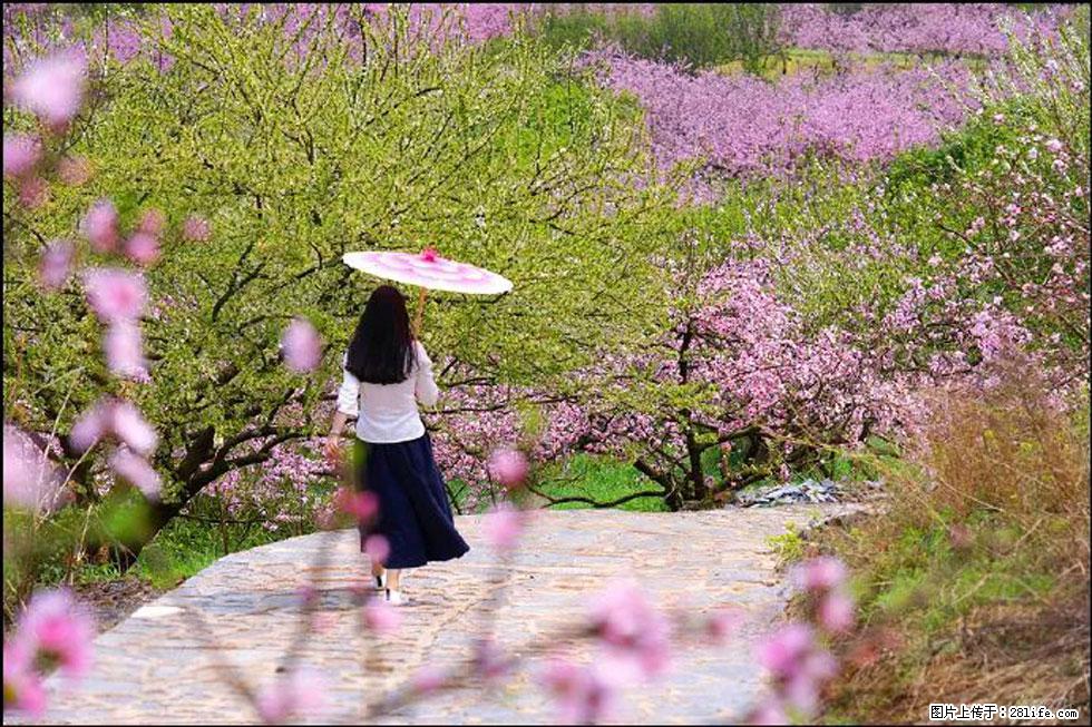 【春天,广西桂林灌阳县向您发出邀请!】官庄村有个醉美的桃花园 - 游山玩水 - 宁波生活社区 - 宁波28生活网 nb.28life.com
