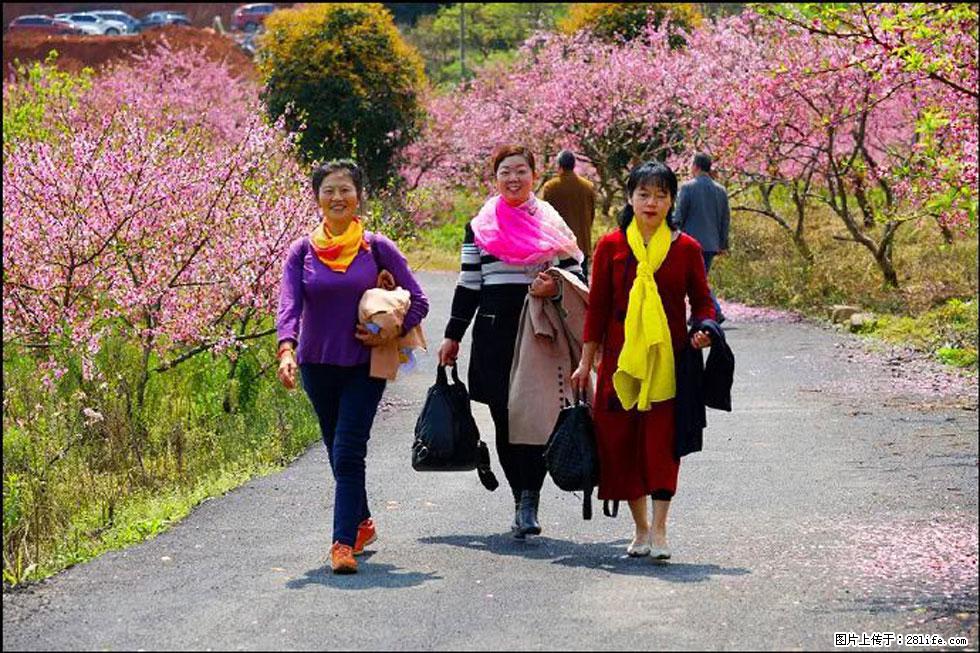 【春天,广西桂林灌阳县向您发出邀请!】官庄村有个醉美的桃花园 - 游山玩水 - 宁波生活社区 - 宁波28生活网 nb.28life.com