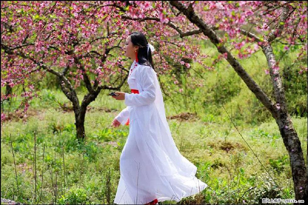 【春天,广西桂林灌阳县向您发出邀请!】官庄村有个醉美的桃花园 - 游山玩水 - 宁波生活社区 - 宁波28生活网 nb.28life.com