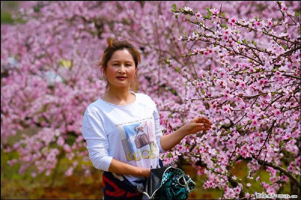 【春天,广西桂林灌阳县向您发出邀请!】官庄村有个醉美的桃花园 - 游山玩水 - 宁波生活社区 - 宁波28生活网 nb.28life.com