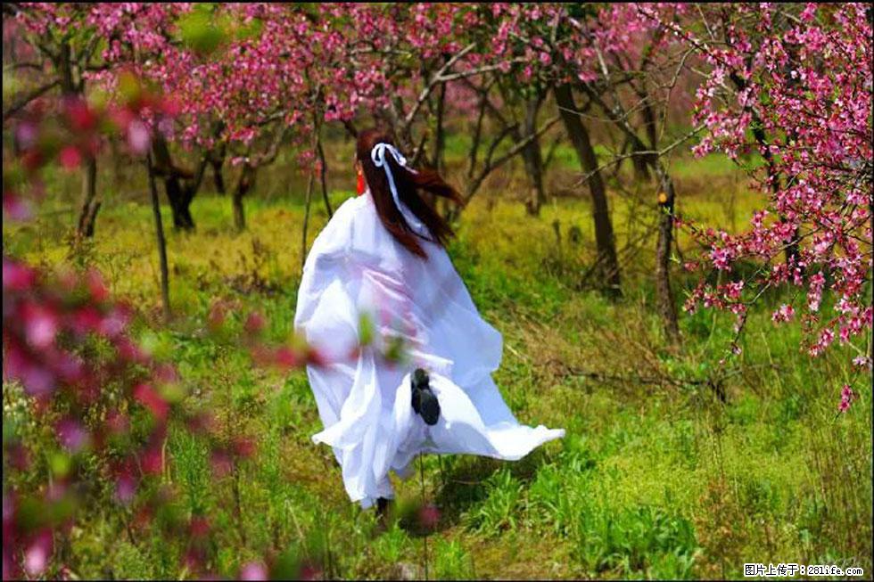 【春天,广西桂林灌阳县向您发出邀请!】官庄村有个醉美的桃花园 - 游山玩水 - 宁波生活社区 - 宁波28生活网 nb.28life.com