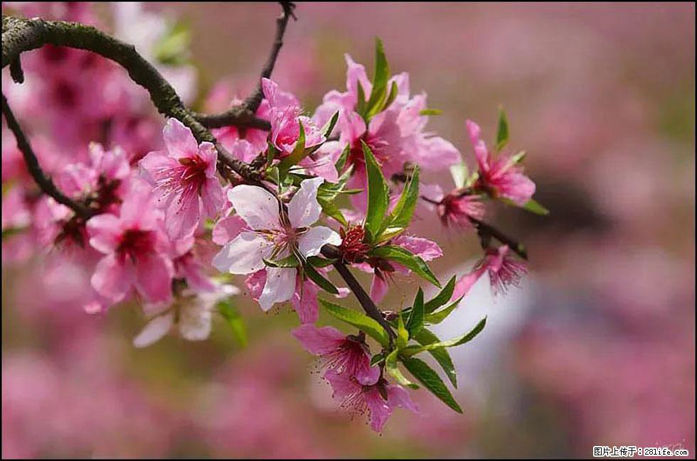 【春天,广西桂林灌阳县向您发出邀请!】官庄村有个醉美的桃花园 - 游山玩水 - 宁波生活社区 - 宁波28生活网 nb.28life.com