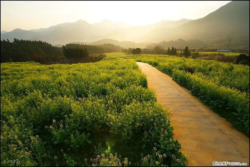 【春天,广西桂林灌阳县向您发出邀请!】长坪村油菜盛情花开 - 游山玩水 - 宁波生活社区 - 宁波28生活网 nb.28life.com