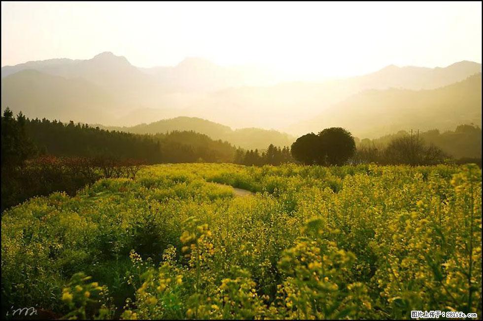 【春天,广西桂林灌阳县向您发出邀请!】长坪村油菜盛情花开 - 游山玩水 - 宁波生活社区 - 宁波28生活网 nb.28life.com