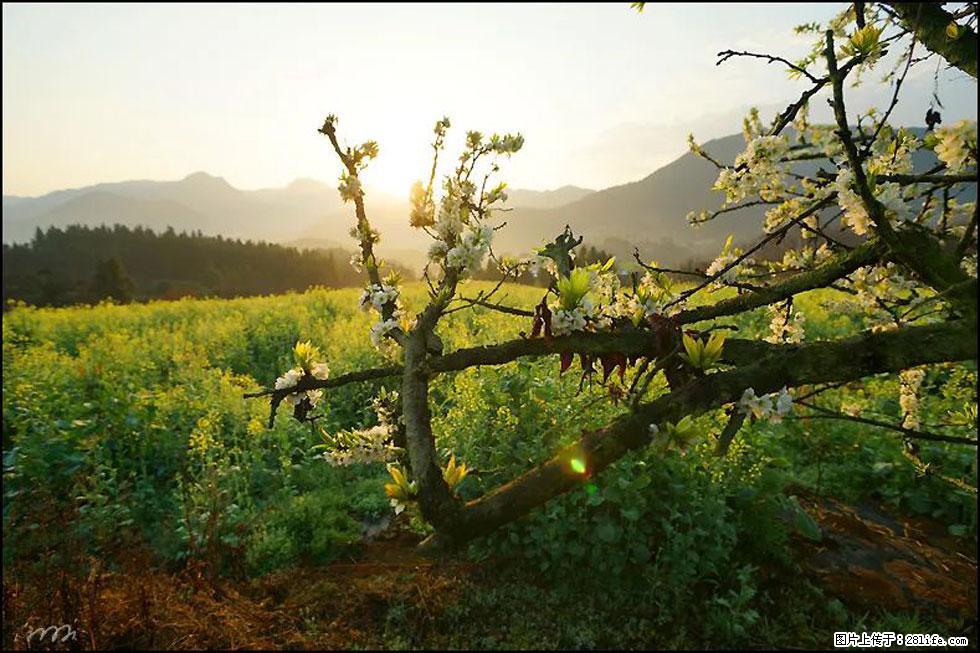 【春天,广西桂林灌阳县向您发出邀请!】长坪村油菜盛情花开 - 游山玩水 - 宁波生活社区 - 宁波28生活网 nb.28life.com