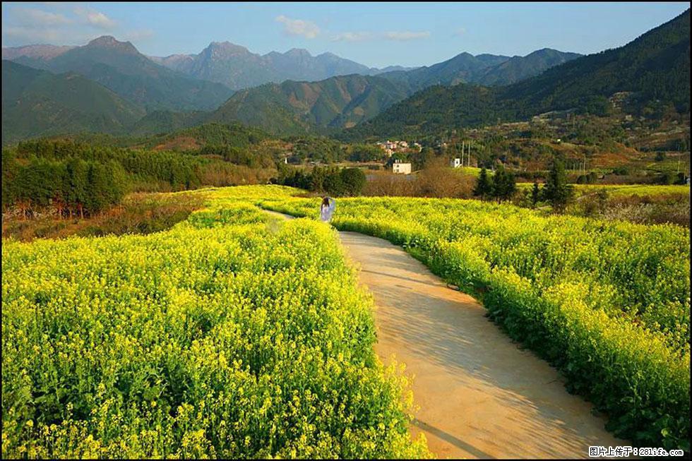 【春天,广西桂林灌阳县向您发出邀请!】长坪村油菜盛情花开 - 游山玩水 - 宁波生活社区 - 宁波28生活网 nb.28life.com