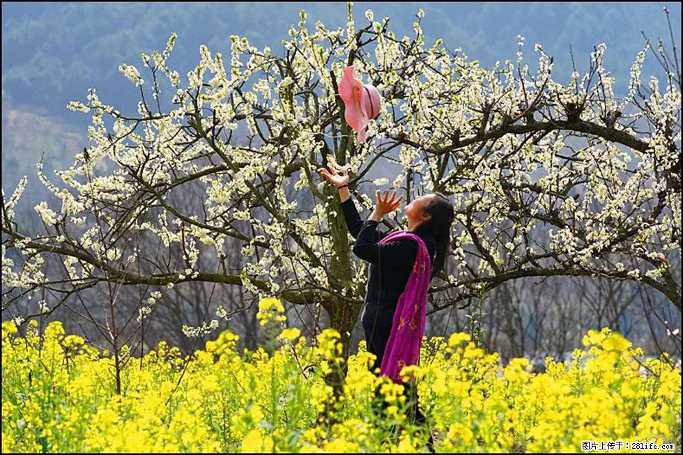 【春天,广西桂林灌阳县向您发出邀请!】长坪村油菜盛情花开 - 游山玩水 - 宁波生活社区 - 宁波28生活网 nb.28life.com