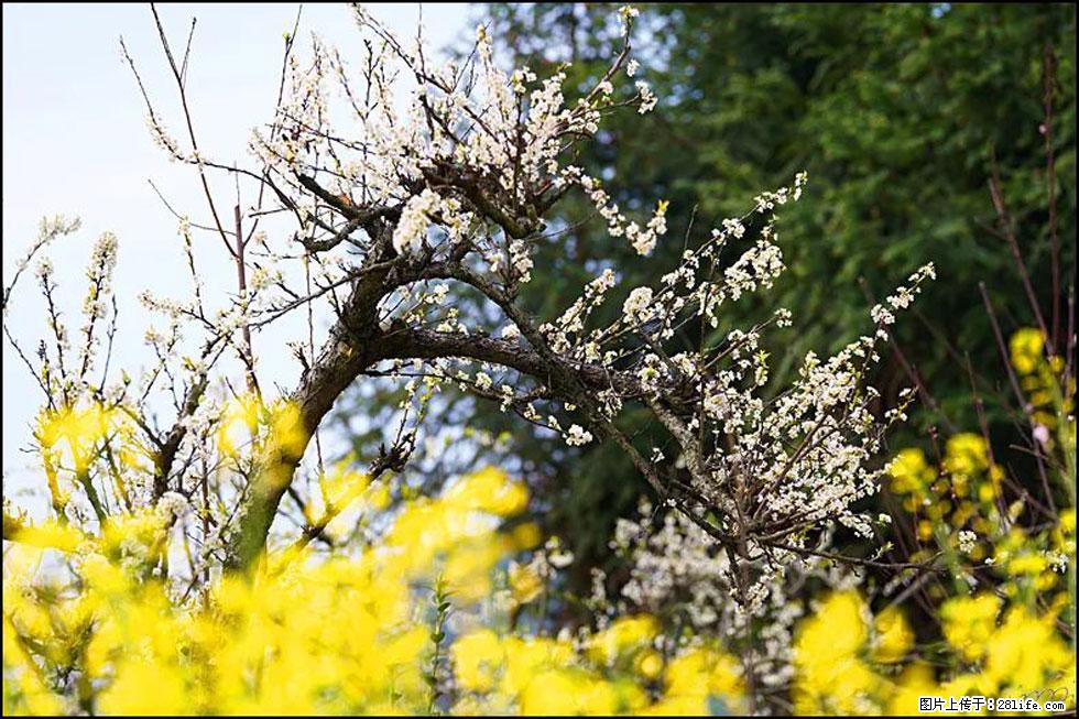 【春天,广西桂林灌阳县向您发出邀请!】长坪村油菜盛情花开 - 游山玩水 - 宁波生活社区 - 宁波28生活网 nb.28life.com