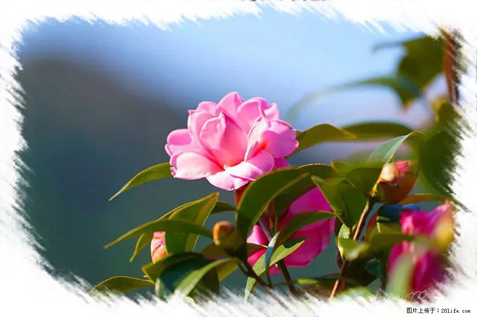 【春天,广西桂林灌阳县向您发出邀请!】杨柳井茶花惹人爱 - 游山玩水 - 宁波生活社区 - 宁波28生活网 nb.28life.com