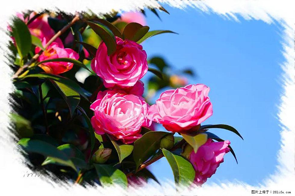 【春天,广西桂林灌阳县向您发出邀请!】杨柳井茶花惹人爱 - 游山玩水 - 宁波生活社区 - 宁波28生活网 nb.28life.com