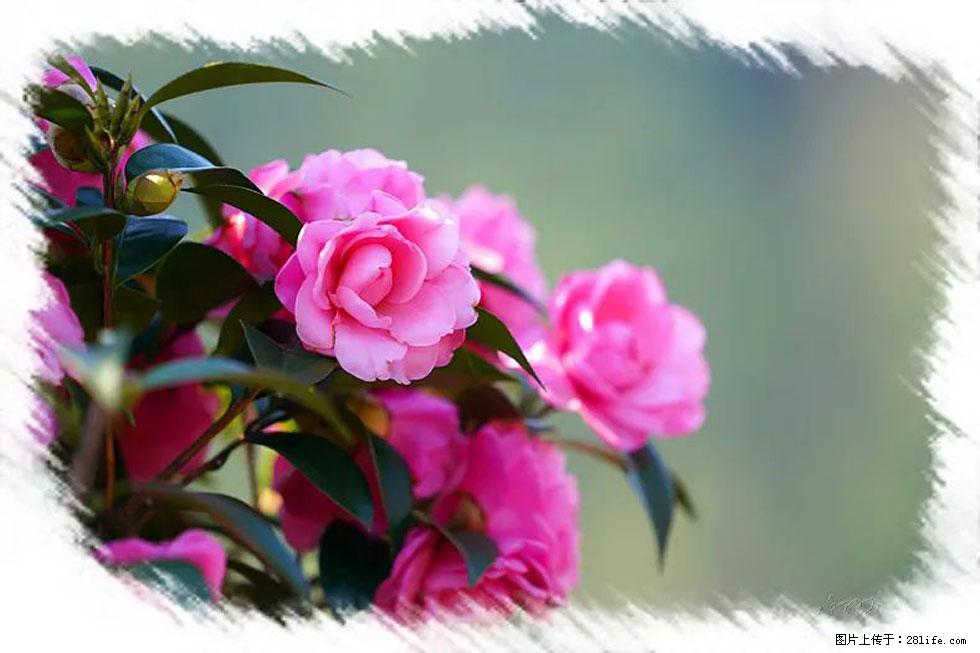 【春天,广西桂林灌阳县向您发出邀请!】杨柳井茶花惹人爱 - 游山玩水 - 宁波生活社区 - 宁波28生活网 nb.28life.com