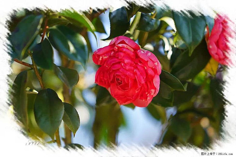 【春天,广西桂林灌阳县向您发出邀请!】杨柳井茶花惹人爱 - 游山玩水 - 宁波生活社区 - 宁波28生活网 nb.28life.com