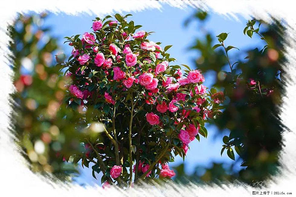 【春天,广西桂林灌阳县向您发出邀请!】杨柳井茶花惹人爱 - 游山玩水 - 宁波生活社区 - 宁波28生活网 nb.28life.com