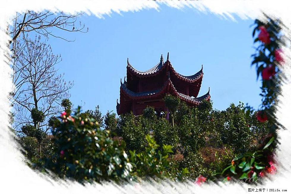 【春天,广西桂林灌阳县向您发出邀请!】杨柳井茶花惹人爱 - 游山玩水 - 宁波生活社区 - 宁波28生活网 nb.28life.com