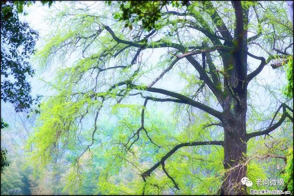 【春天,广西桂林灌阳县向您发出邀请!】在小龙村与春天约会 - 游山玩水 - 宁波生活社区 - 宁波28生活网 nb.28life.com