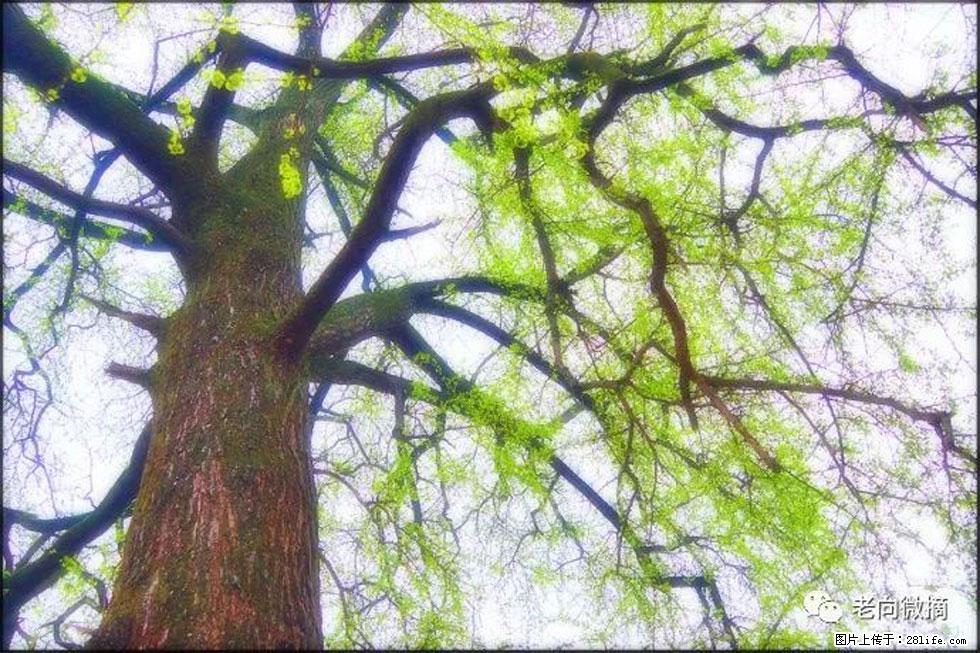 【春天,广西桂林灌阳县向您发出邀请!】在小龙村与春天约会 - 游山玩水 - 宁波生活社区 - 宁波28生活网 nb.28life.com