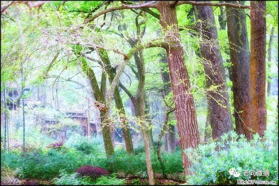 【春天,广西桂林灌阳县向您发出邀请!】在小龙村与春天约会 - 游山玩水 - 宁波生活社区 - 宁波28生活网 nb.28life.com