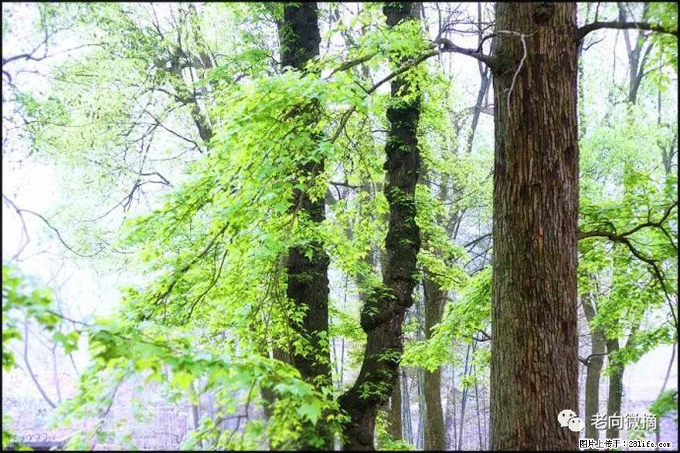 【春天,广西桂林灌阳县向您发出邀请!】在小龙村与春天约会 - 游山玩水 - 宁波生活社区 - 宁波28生活网 nb.28life.com