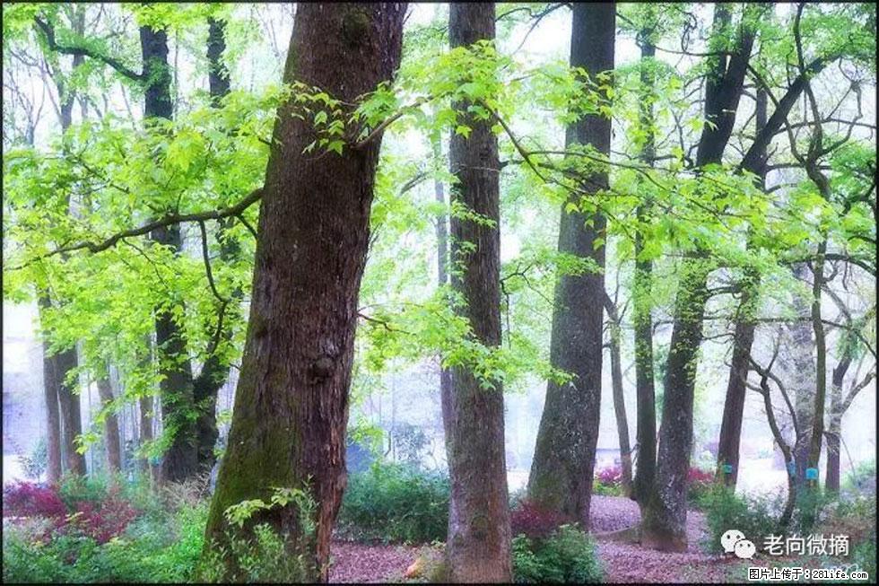 【春天,广西桂林灌阳县向您发出邀请!】在小龙村与春天约会 - 游山玩水 - 宁波生活社区 - 宁波28生活网 nb.28life.com