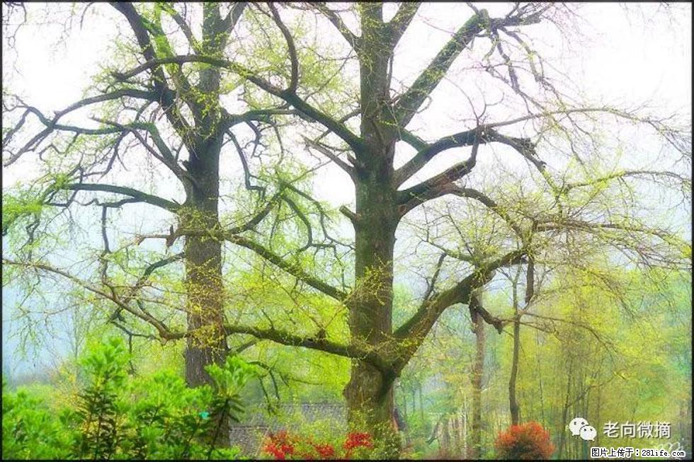 【春天,广西桂林灌阳县向您发出邀请!】在小龙村与春天约会 - 游山玩水 - 宁波生活社区 - 宁波28生活网 nb.28life.com