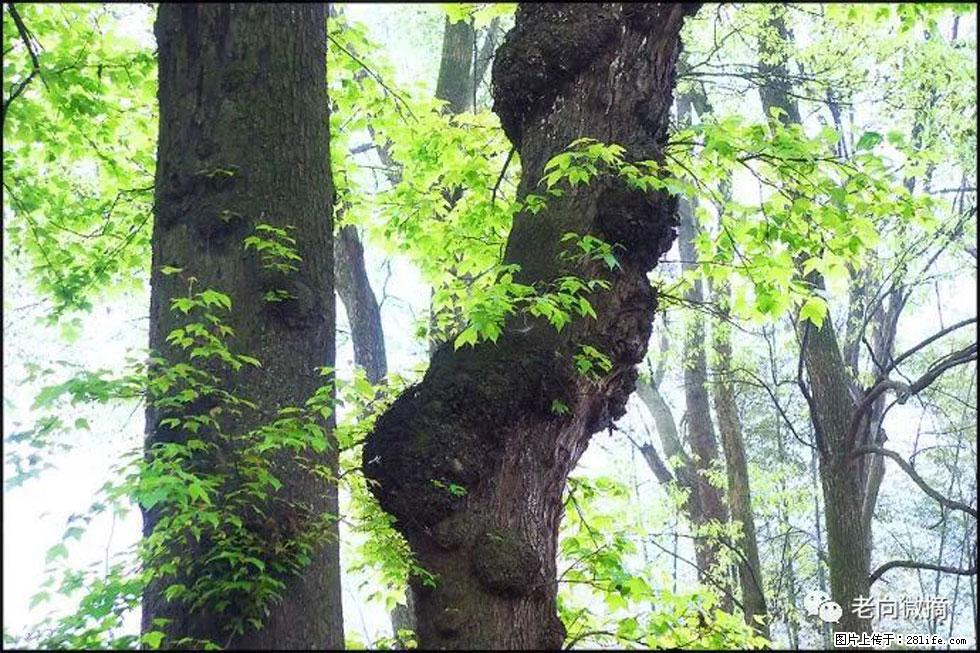 【春天,广西桂林灌阳县向您发出邀请!】在小龙村与春天约会 - 游山玩水 - 宁波生活社区 - 宁波28生活网 nb.28life.com