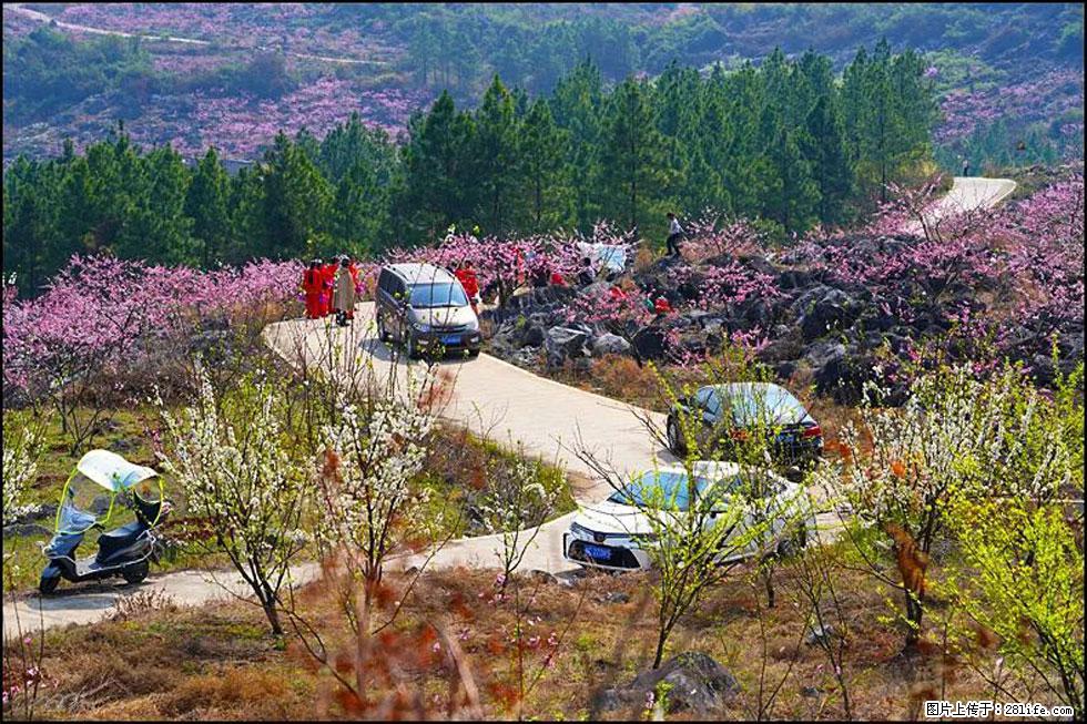 【春天,广西桂林灌阳县向您发出邀请!】望月岭上桃花开 - 游山玩水 - 宁波生活社区 - 宁波28生活网 nb.28life.com