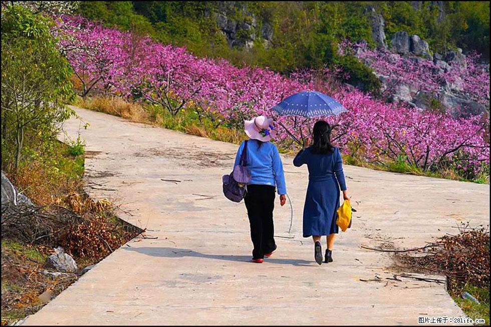 【春天,广西桂林灌阳县向您发出邀请!】望月岭上桃花开 - 游山玩水 - 宁波生活社区 - 宁波28生活网 nb.28life.com