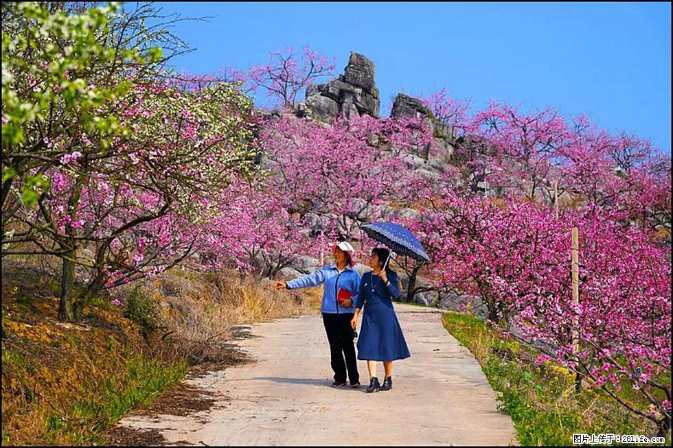 【春天,广西桂林灌阳县向您发出邀请!】望月岭上桃花开 - 游山玩水 - 宁波生活社区 - 宁波28生活网 nb.28life.com