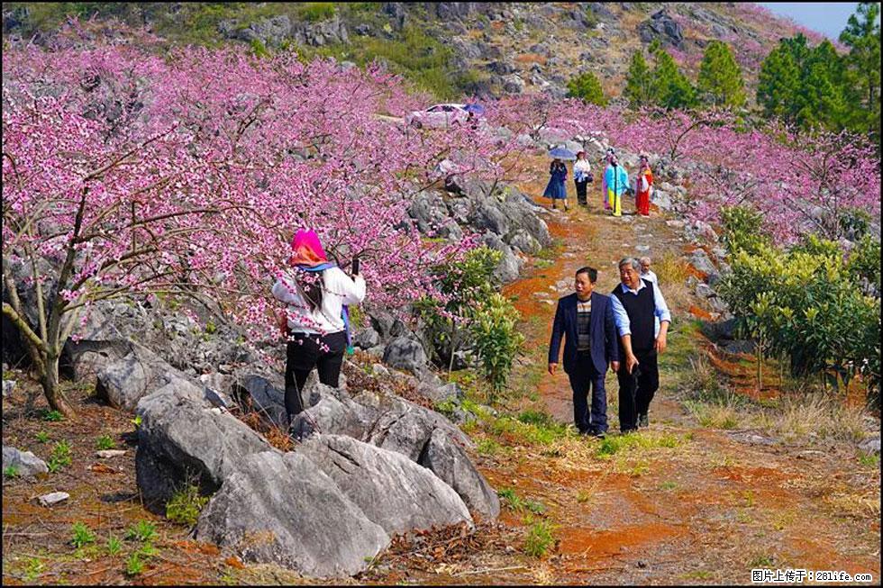 【春天,广西桂林灌阳县向您发出邀请!】望月岭上桃花开 - 游山玩水 - 宁波生活社区 - 宁波28生活网 nb.28life.com