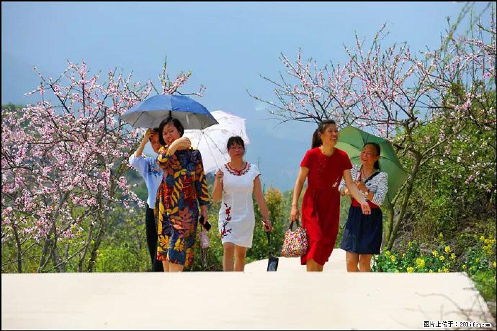 【春天,广西桂林灌阳县向您发出邀请!】望月岭上桃花开 - 游山玩水 - 宁波生活社区 - 宁波28生活网 nb.28life.com