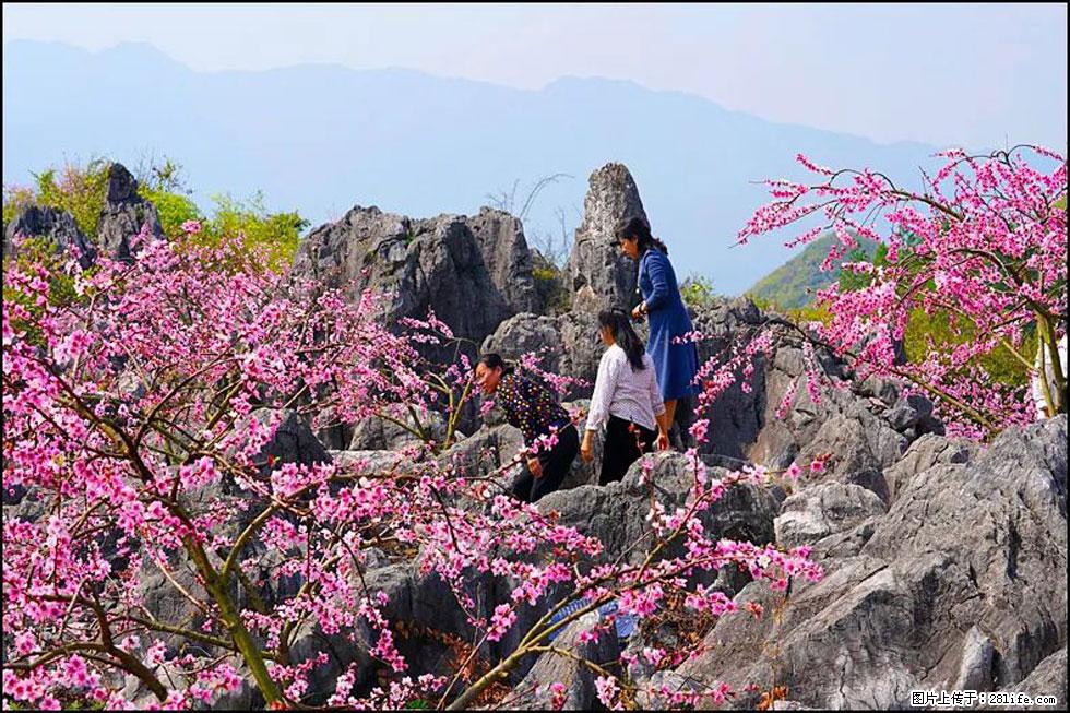 【春天,广西桂林灌阳县向您发出邀请!】望月岭上桃花开 - 游山玩水 - 宁波生活社区 - 宁波28生活网 nb.28life.com